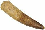 Fossil Spinosaurus Tooth - Real Dinosaur Tooth #311785-1